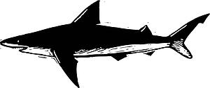 Shark