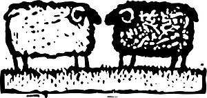 Sheep