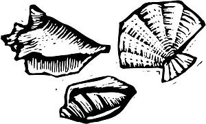 Shells