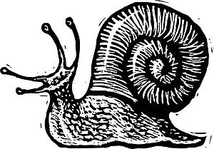 Snail