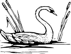 Swan