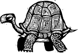 Tortoise