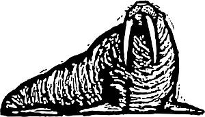 Walrus