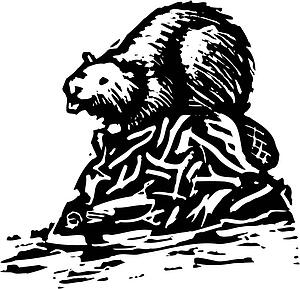 Beaver