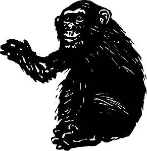 Chimp