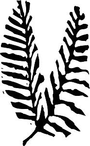 Fern 2