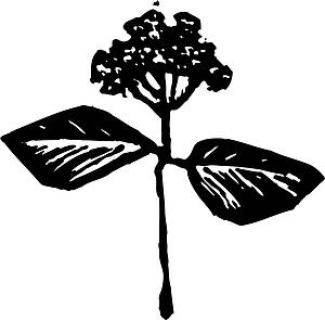 Flower 13