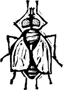 Fly