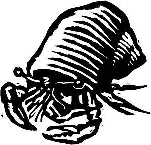 Hermit Crab