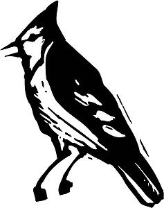 Jay