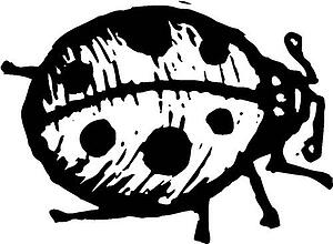 Ladybug