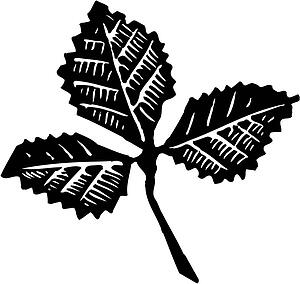 Leaf 3