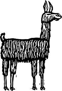 Llama