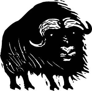 Musk Ox