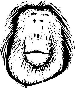 Orangutan