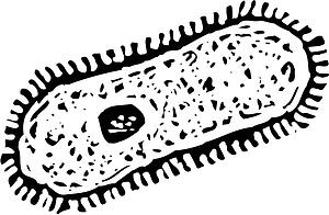 Paramecium