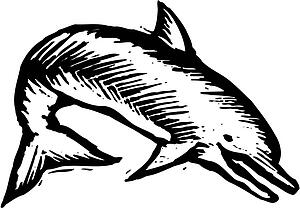 Porpoise