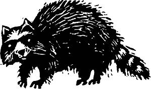Raccoon