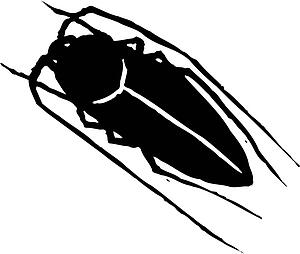 Roach