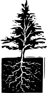 Roots