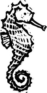 Seahorse
