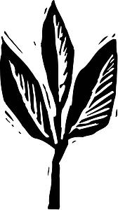 Sprout