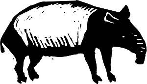 Tapir