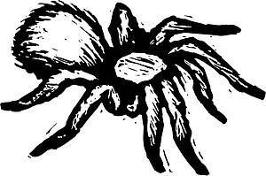 Tarantula