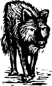 Wolf