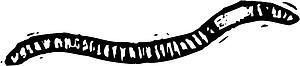 Worm