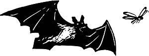 Bat Hunting
