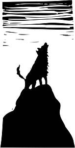 Coyote