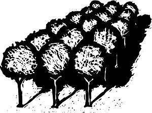 Grove
