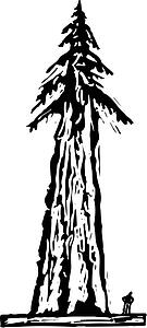 Redwood