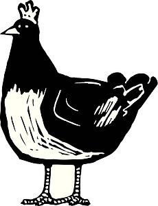 A Chicken