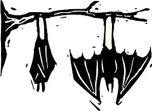 Bats