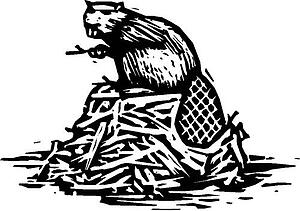 Beaver