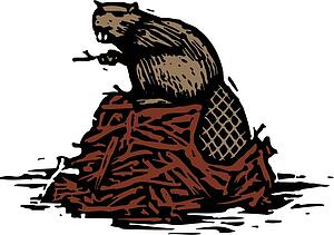 Beaver