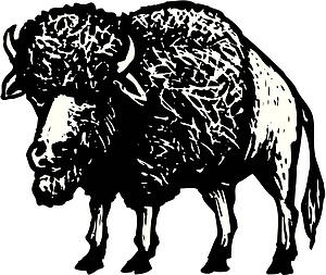 Bison