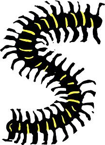 Centipede