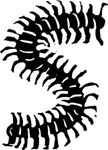 Centipede