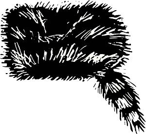 Coonskin Cap