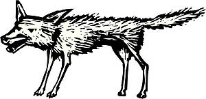 Coyote