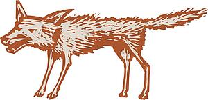 Coyote
