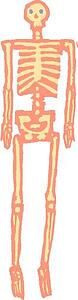 Fred Skeleton