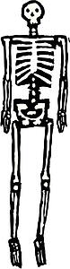 Fred Skeleton