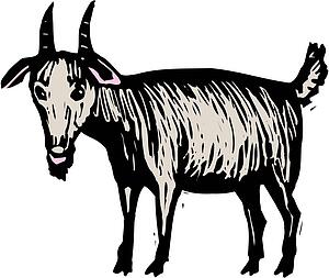 Goat