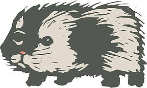 Guinea Pig