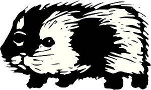 Guinea Pig