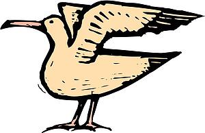 Gull